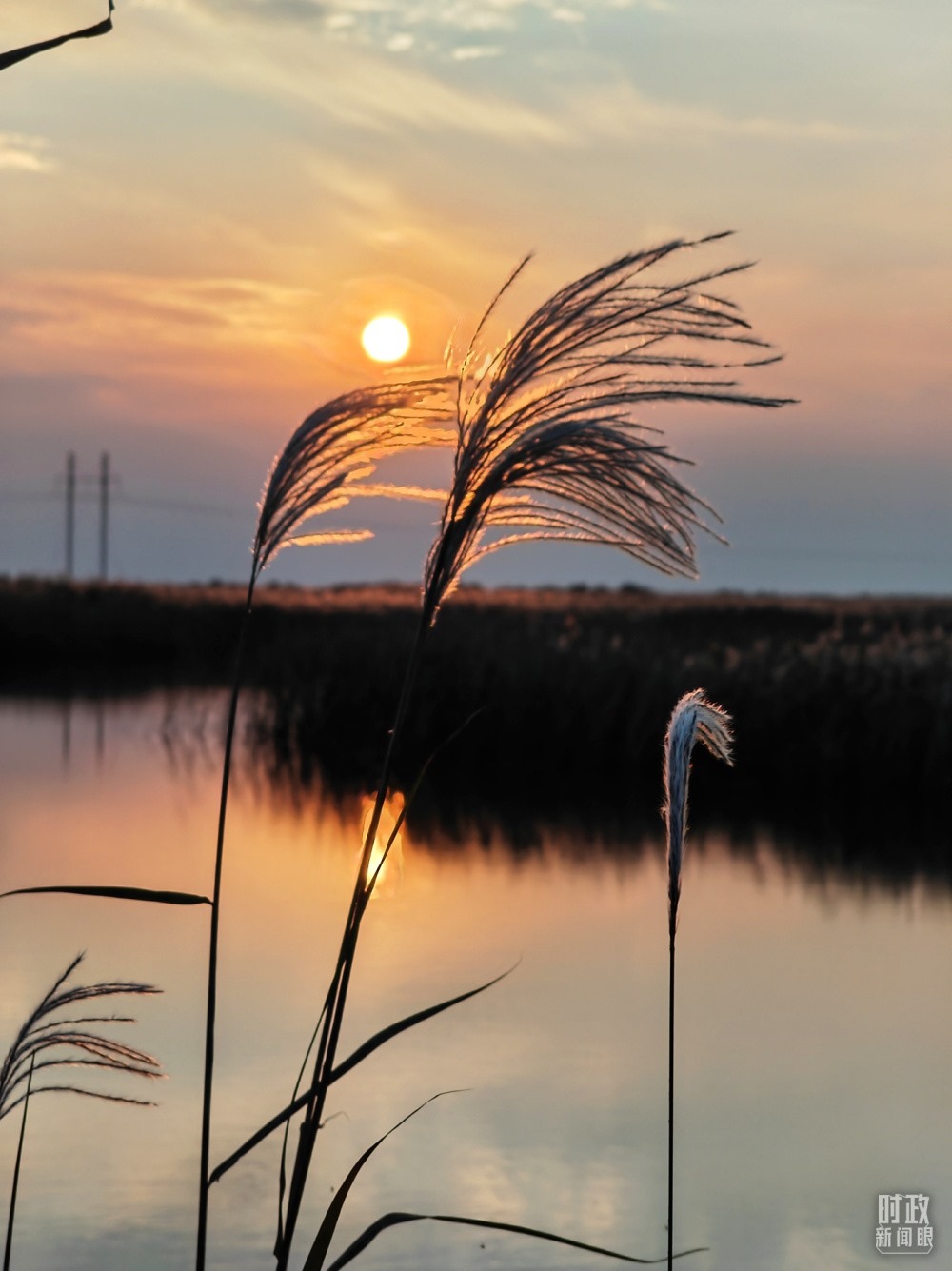 2021年10月，習近平赴山東東營考察黃河入?？凇｜S河三角洲濕地，蘆葦飄蕩。（總臺央視記者彭漢明拍攝）