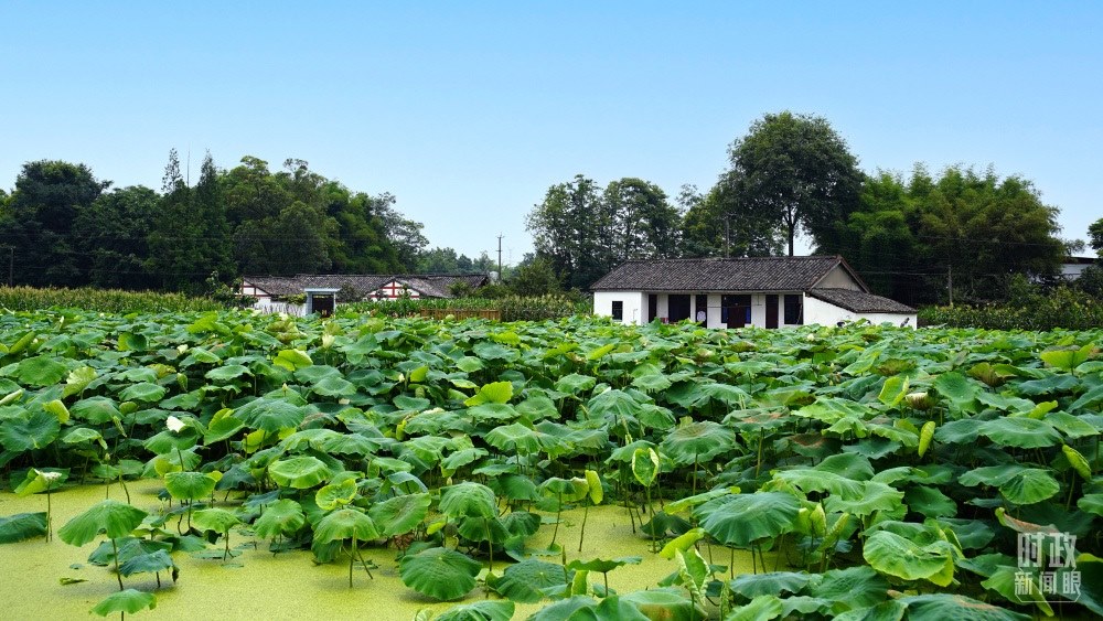 四川眉山，永豐村荷塘。2022年6月，習近平曾到此調研鄉(xiāng)村振興情況。（總臺央廣記者潘毅拍攝）