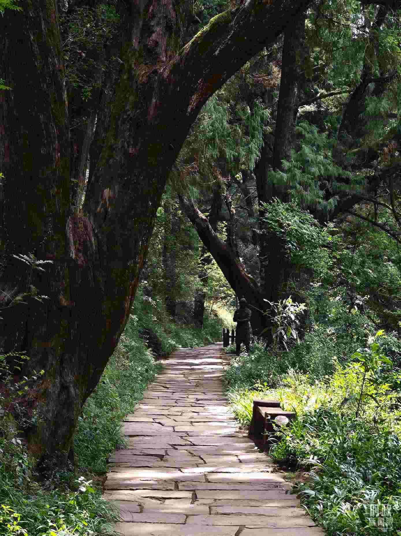 △古蜀道與古柏。（總臺(tái)央視記者彭漢明拍攝）