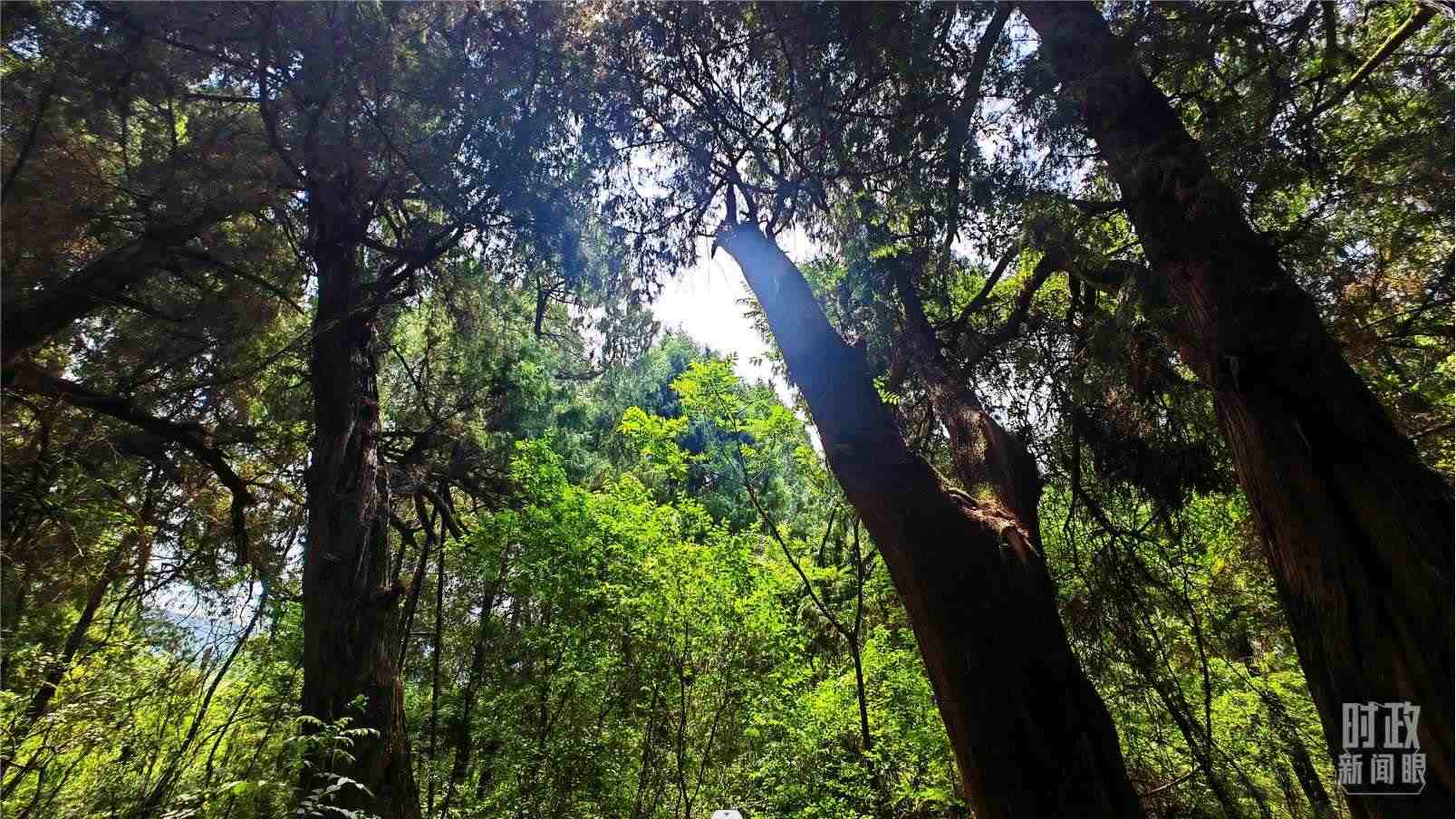 △翠云廊內(nèi)，古柏郁郁蔥蔥。（總臺(tái)央視記者程鋮拍攝）