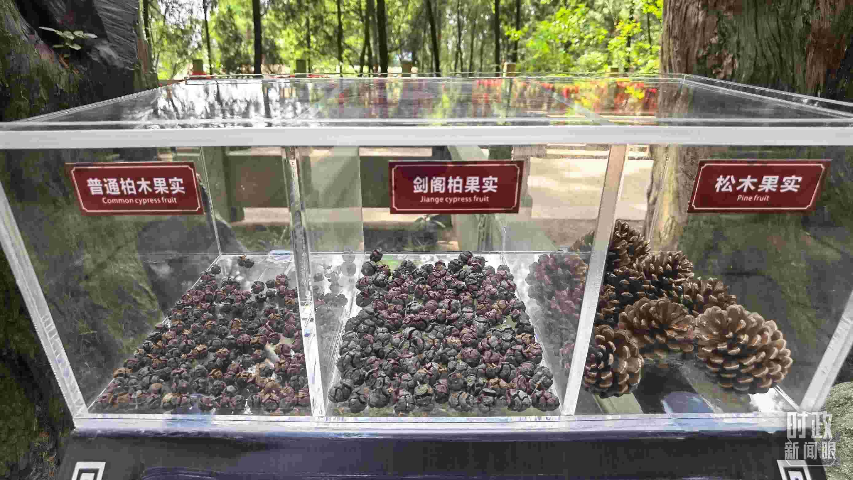 △翠云廊古蜀道，現(xiàn)場(chǎng)陳列的柏木和松木果實(shí)。（總臺(tái)央視記者石丞拍攝）