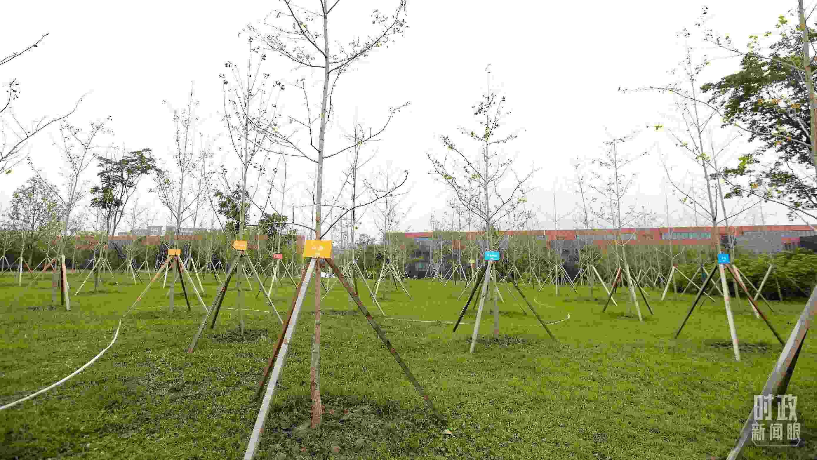 成都大運(yùn)村內(nèi)專門種植了友誼林，各國(guó)代表團(tuán)都可認(rèn)領(lǐng)。