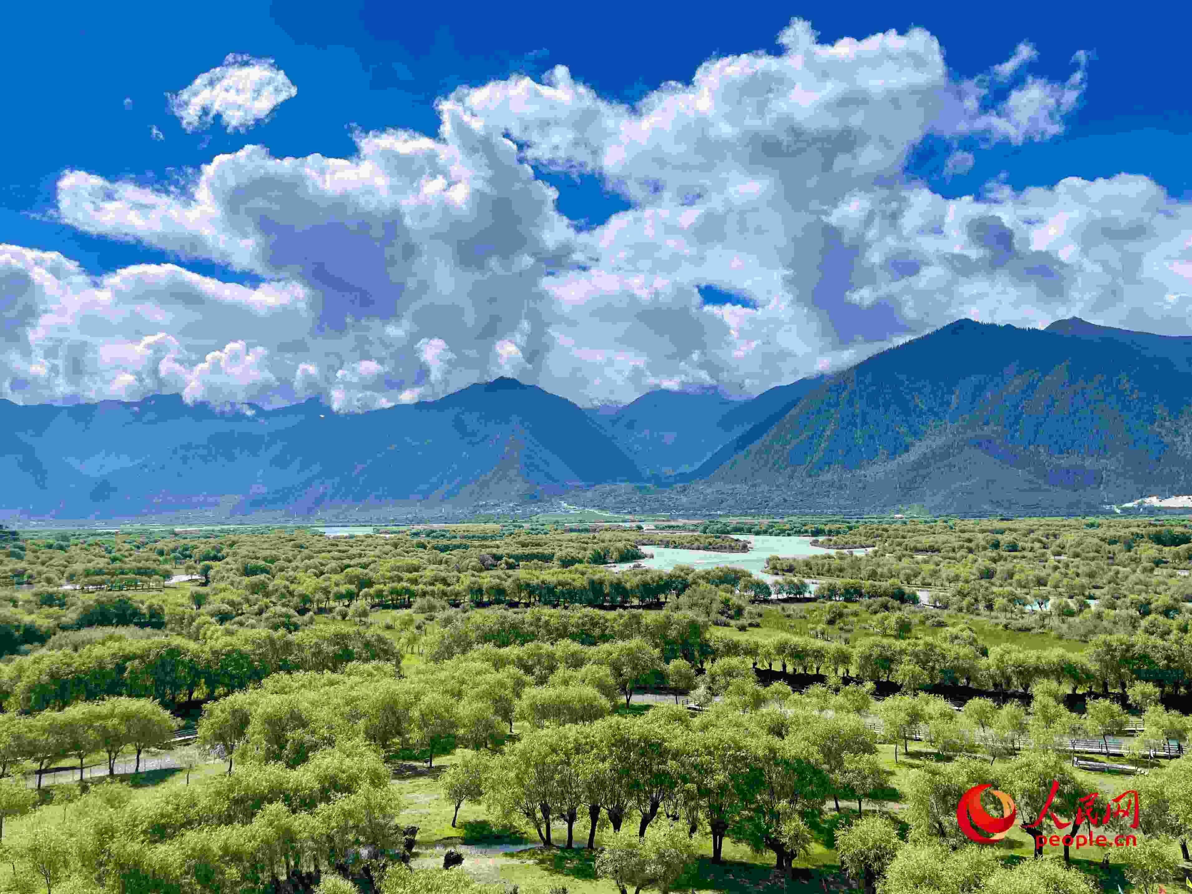 夏日的雅尼國家濕地公園生機盎然，如詩如畫。人民網(wǎng) 周靜圓攝