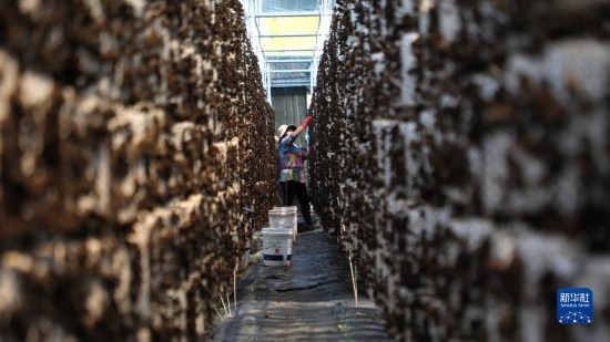 7月29日，在卓尼縣納浪鎮(zhèn)納浪村黑木耳種植基地，農(nóng)戶在采摘黑木耳。