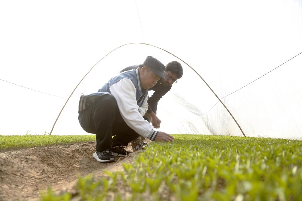 巴基斯坦旁遮普省木爾坦的中巴辣椒訂單種植項(xiàng)目辣椒育苗大棚內(nèi)，中國農(nóng)業(yè)專家?guī)ьI(lǐng)巴基斯坦技術(shù)員查看辣椒秧苗生長(zhǎng)情況。
