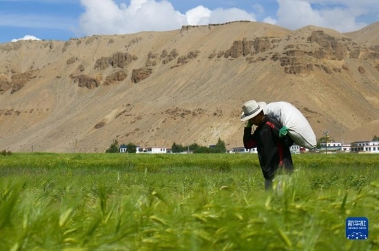 8月12日，西藏阿里地區(qū)普蘭縣赤德村村民在青稞田里勞作。