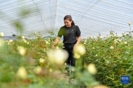 8月17日，吉林省德惠市朱城子鎮(zhèn)沿河村程雪家庭農(nóng)場的負(fù)責(zé)人楊雪在查看玫瑰花長勢。新華社記者 張楠 攝