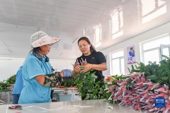 8月17日，吉林省德惠市朱城子鎮(zhèn)沿河村程雪家庭農(nóng)場的負(fù)責(zé)人楊雪（右）指導(dǎo)農(nóng)民修剪玫瑰花。新華社記者 張楠 攝