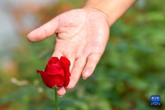 8月17日，吉林省德惠市朱城子鎮(zhèn)沿河村程雪家庭農(nóng)場的負(fù)責(zé)人楊雪在查看玫瑰花長勢。新華社記者 張楠 攝