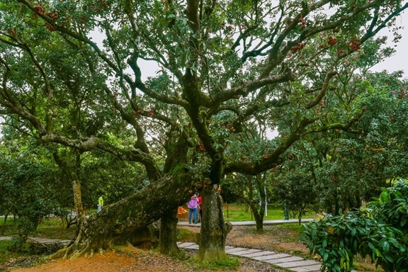 高州市根子鎮(zhèn)柏橋村古荔枝種植園。丘立賀攝