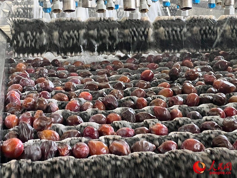 清洗西梅。人民網(wǎng)記者 常雪梅攝