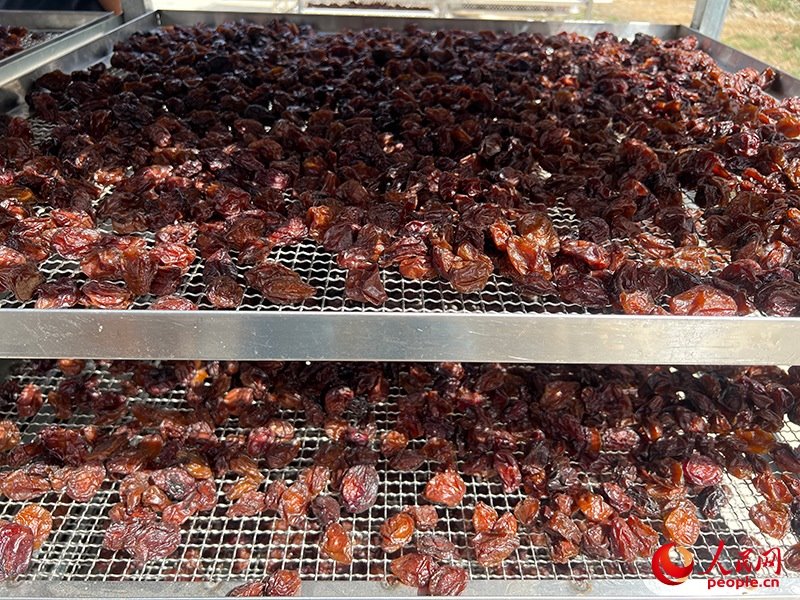 晾曬西梅。人民網(wǎng)記者 常雪梅攝