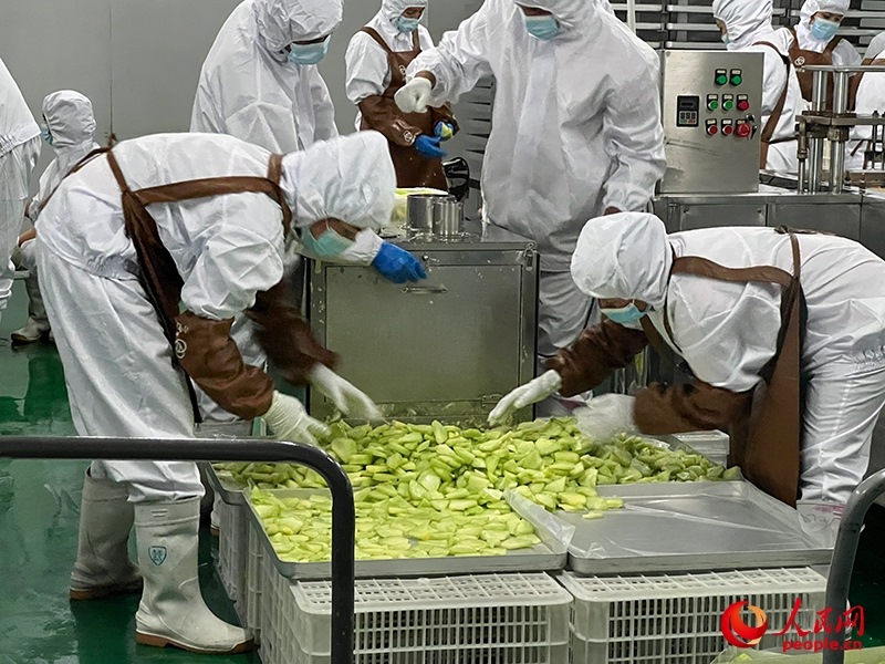 切片哈密瓜將被做成凍干食品。人民網(wǎng)記者 常雪梅攝