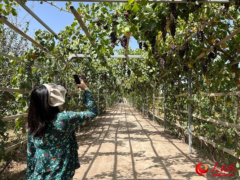 新疆閩龍達(dá)干果產(chǎn)業(yè)有限公司內(nèi)種植的葡萄。人民網(wǎng)記者 常雪梅攝