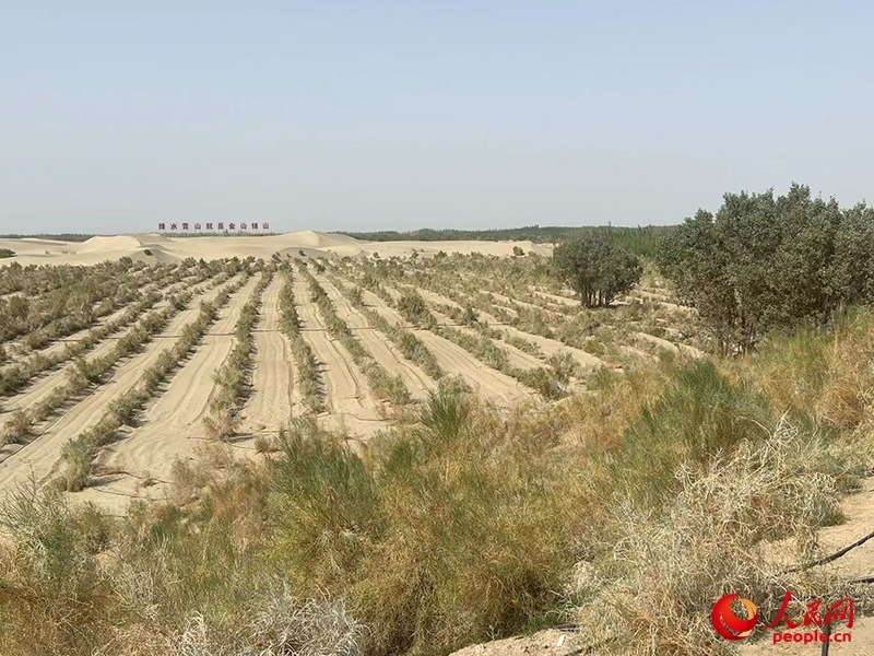 麥蓋提縣百萬畝防風固沙生態(tài)林建設工程。人民網(wǎng)記者 常雪梅攝