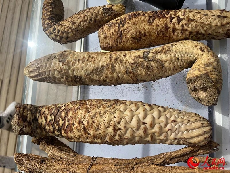 林下經(jīng)濟作物肉蓯蓉。人民網(wǎng)記者 常雪梅攝