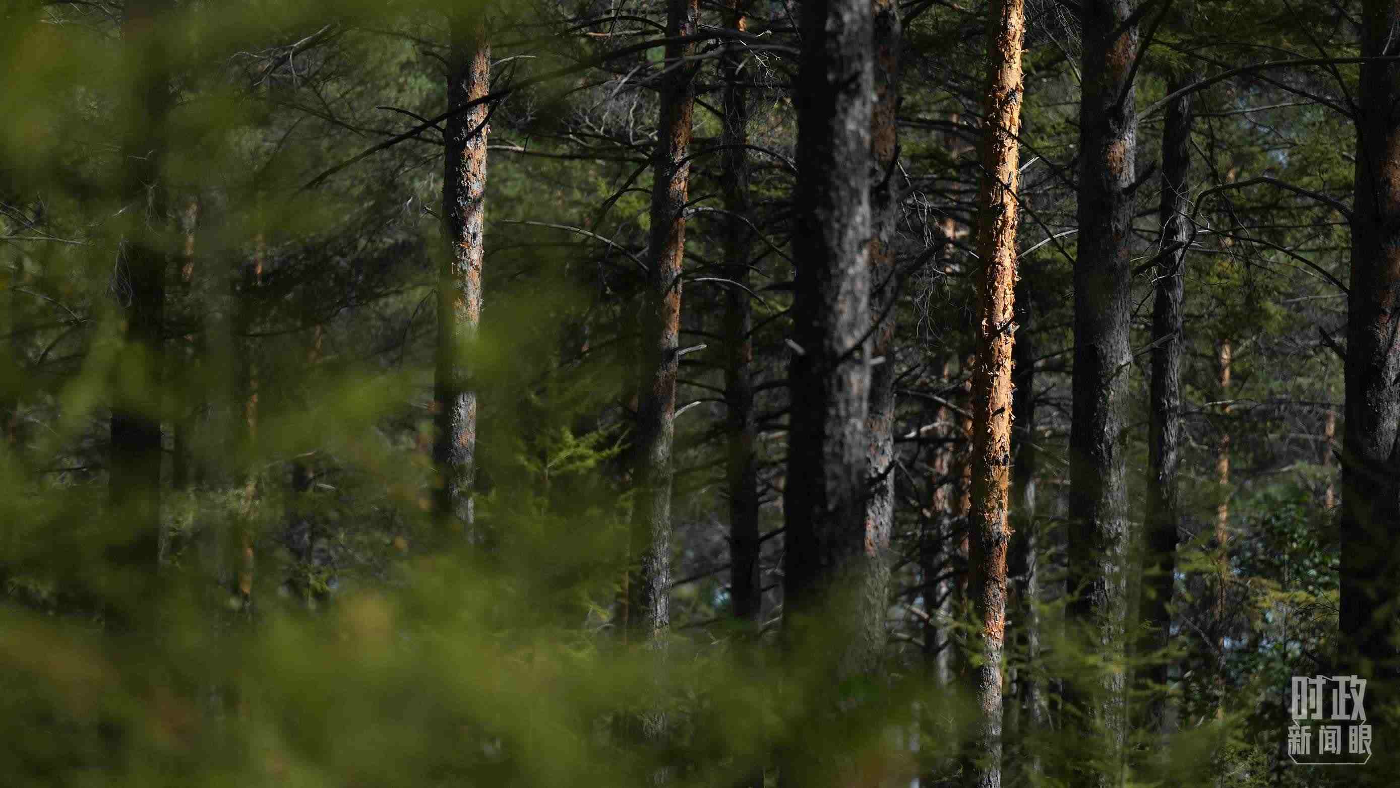 △漠河林場有天然林3.54萬公頃、蓄積量325.3萬立方米。（總臺國廣記者李晉拍攝）