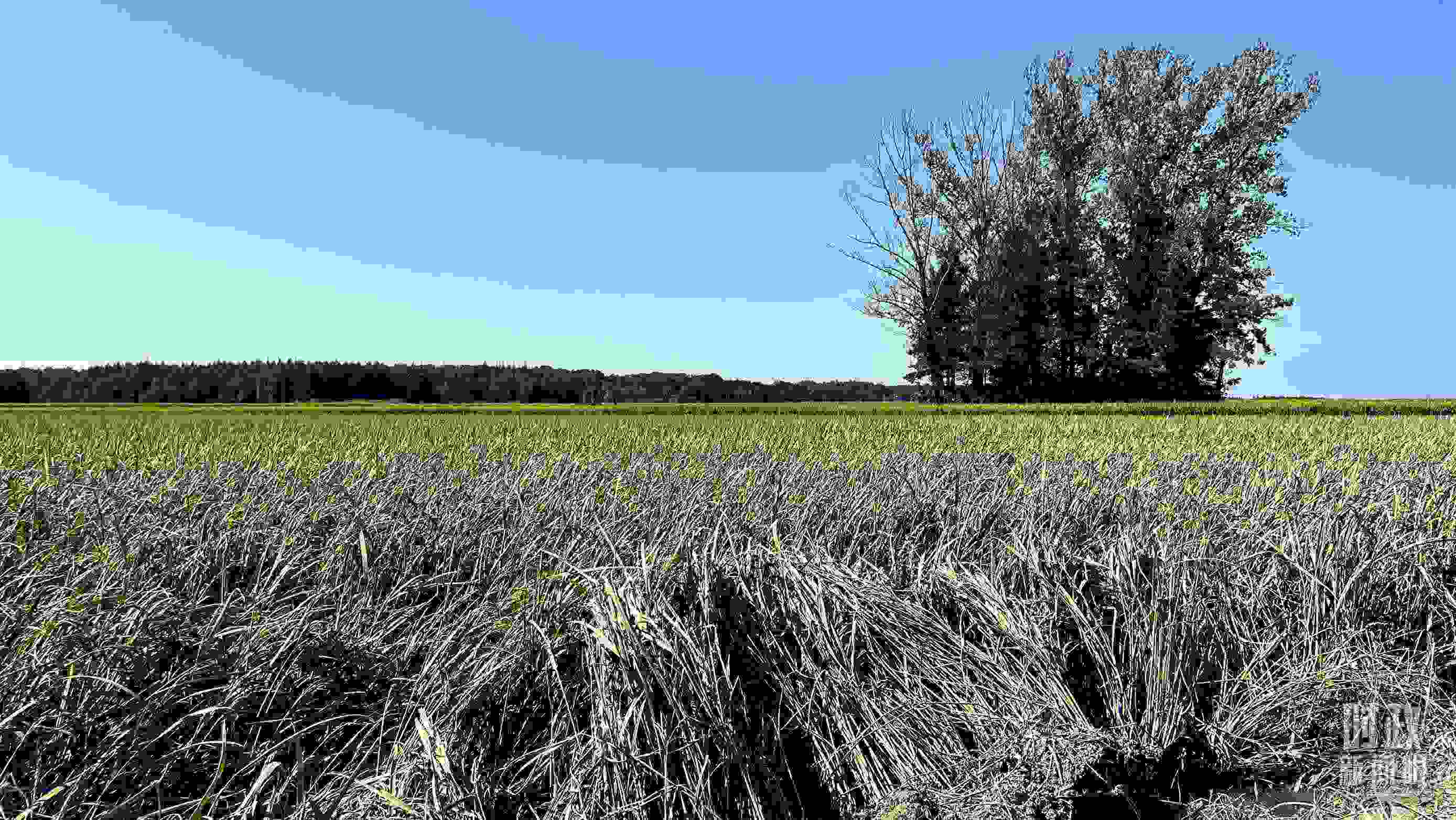 △龍王廟村遭受洪澇災害的農(nóng)田。（總臺央視記者邢彬拍攝）