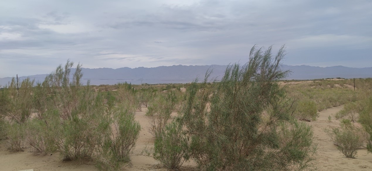 曾經的荒漠現(xiàn)已被大面積梭梭林覆蓋。張璐璐 攝