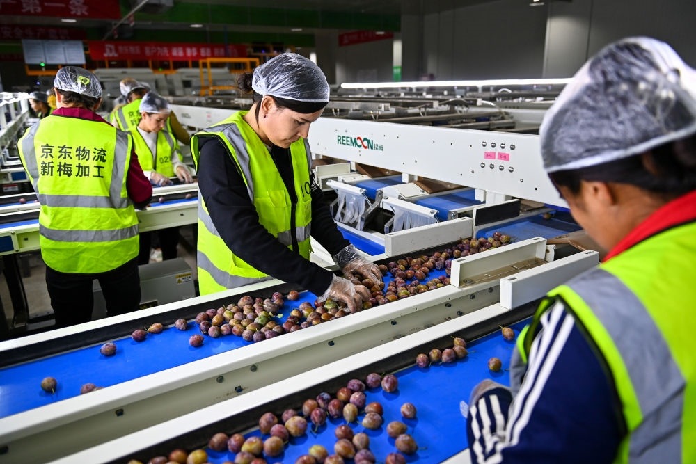 在新疆伽師縣粵伽新梅產業(yè)園內的京東物流新疆智能供應鏈中心，員工在智能分揀線檢查分選好的新梅（2023年8月30日攝）。新華社記者 丁磊 攝