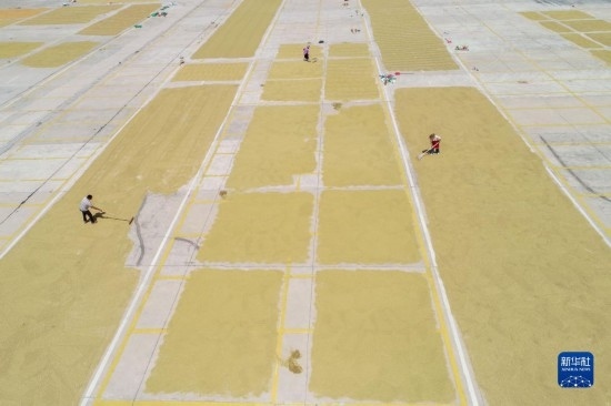 9月16日，村民在貴州省黔東南苗族侗族自治州丹寨縣金泉街道晾曬稻谷（無人機照片）。