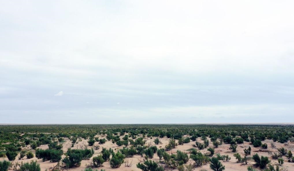 經(jīng)過封禁保護和人工種植梭梭后恢復綠色的草場（2023年9月12日攝）。新華社記者李云平 攝