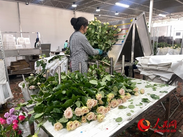 車間工人在整理花束。人民網(wǎng) 周靜圓攝