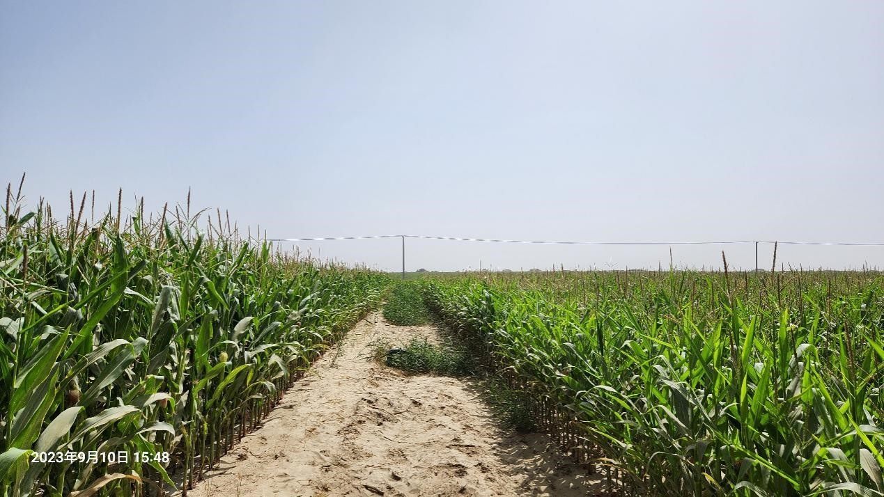 玉米改良40天后對(duì)比（左邊為改良組，右邊為對(duì)照組）。胡樹文團(tuán)隊(duì)供圖