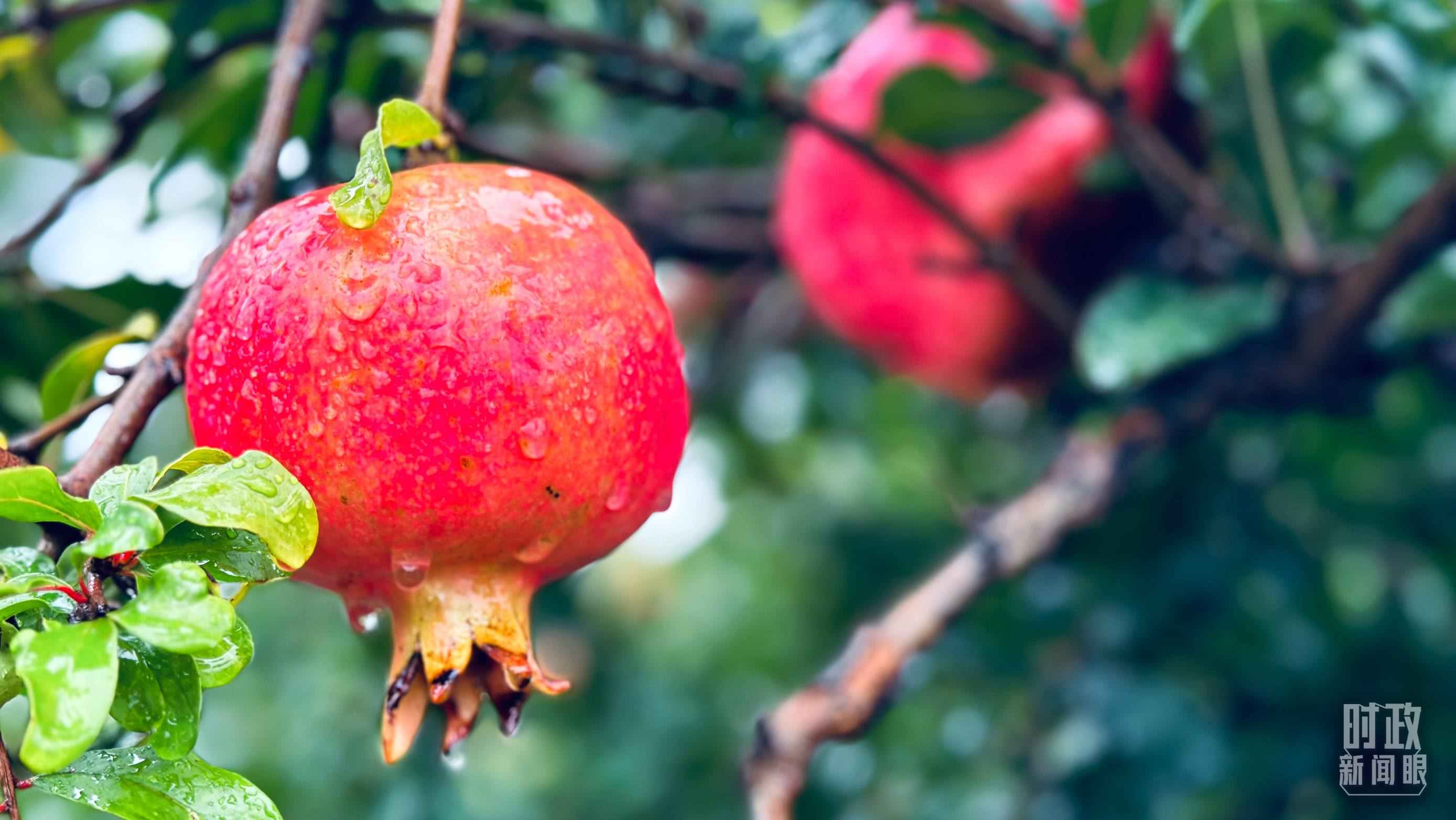 △一場(chǎng)秋雨過(guò)后，石榴更顯晶瑩。（總臺(tái)央視記者李輝、范一鳴拍攝）