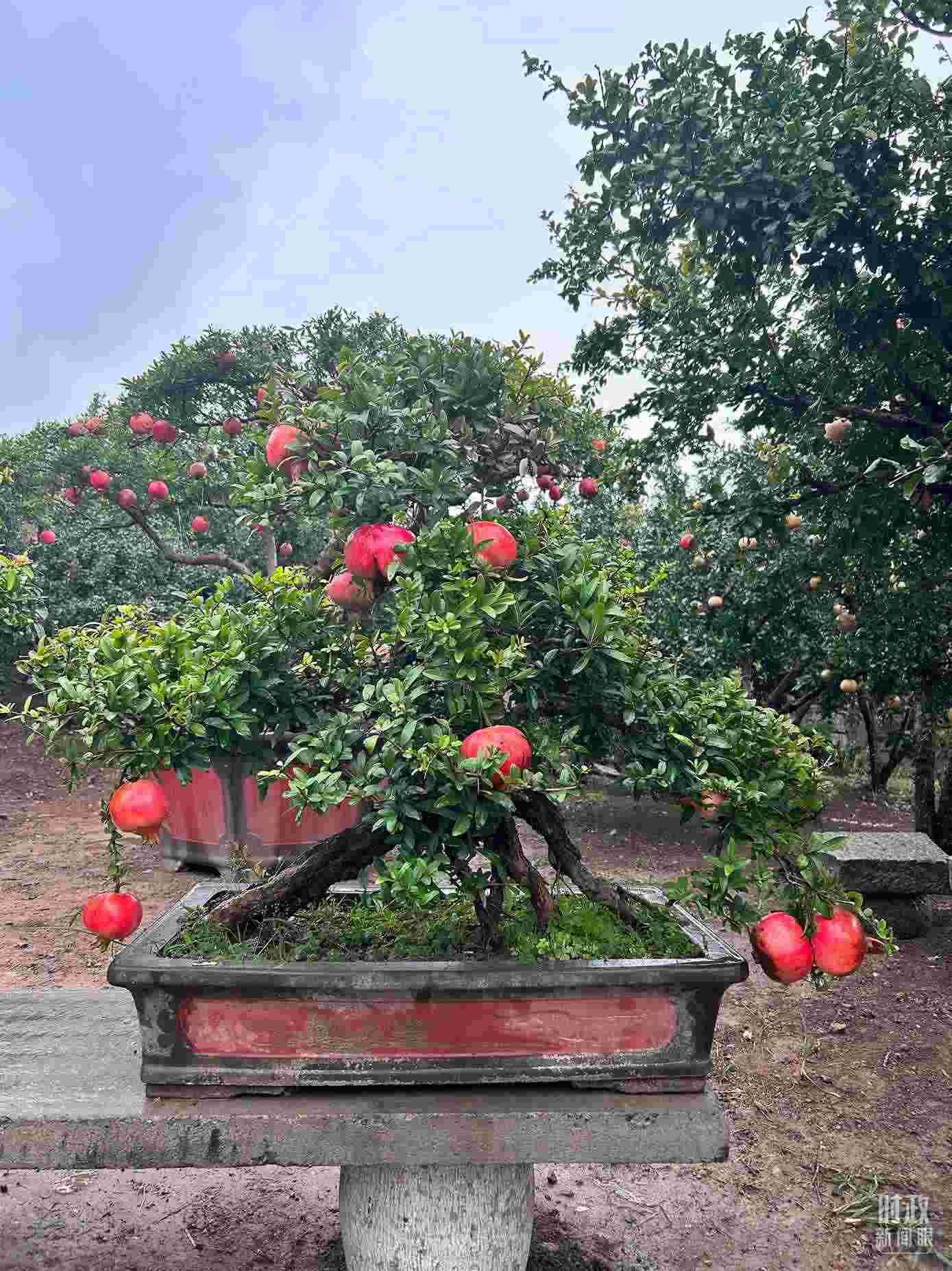 △冠世榴園內(nèi)的石榴盆栽。（總臺(tái)央視記者黎兵拍攝）