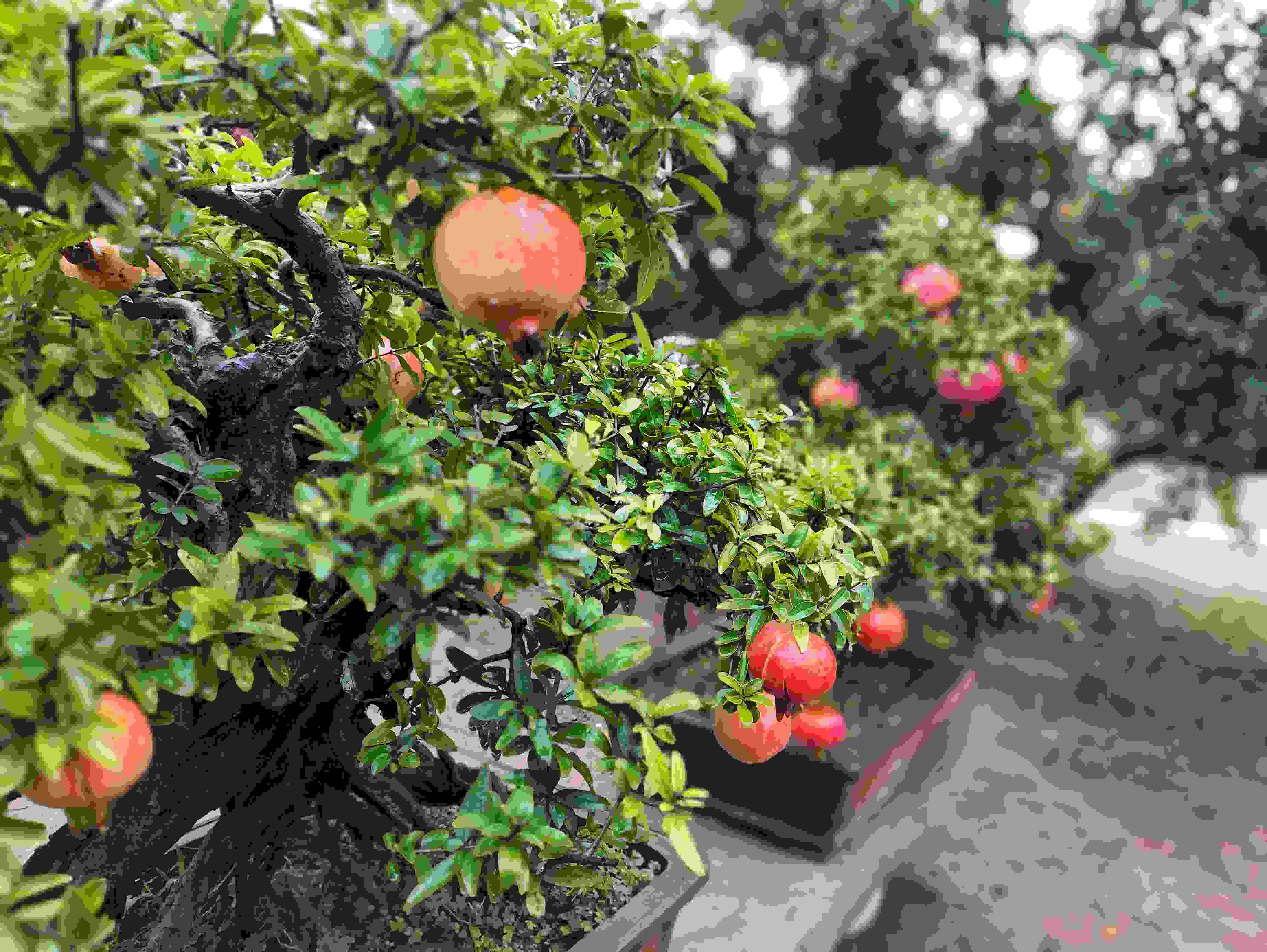 △石榴的發(fā)展帶動了當(dāng)?shù)厥衽杈爱a(chǎn)業(yè)。（總臺央視記者鐘信偉拍攝）