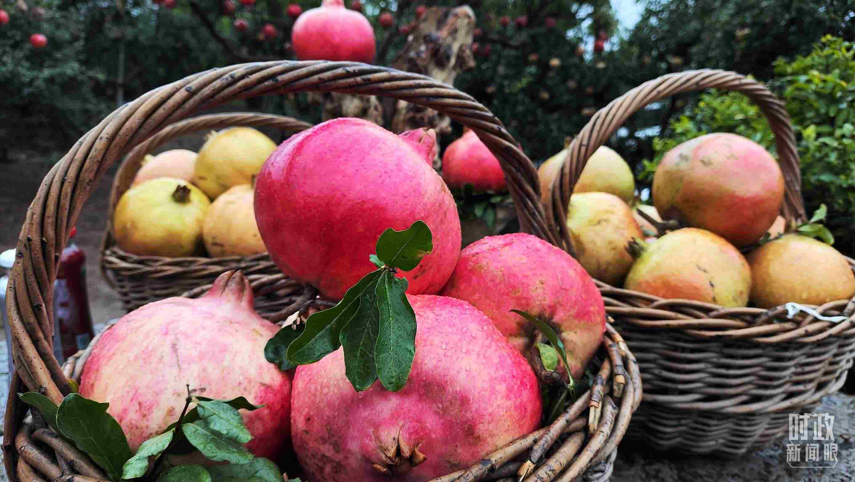 △種植園內(nèi)新鮮采摘的石榴。（總臺(tái)央視記者鐘信偉拍攝）