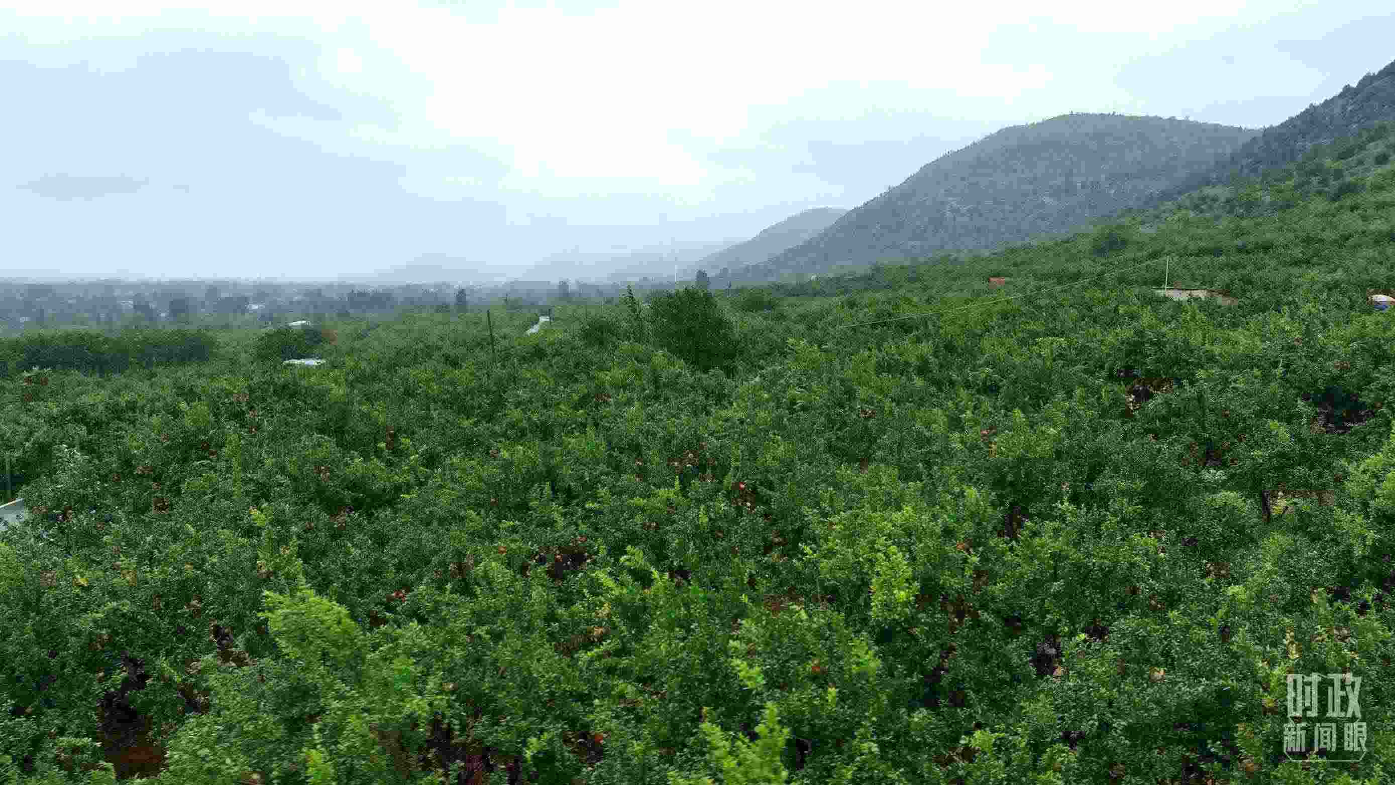 △山東棗莊冠世榴園。（總臺(tái)記者韓森、張鵬拍攝）