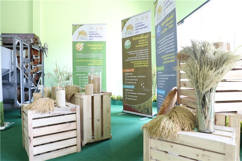 圖為泰國(guó)農(nóng)業(yè)與合作社部培育的優(yōu)質(zhì)稻種。泰國(guó)商務(wù)部供圖