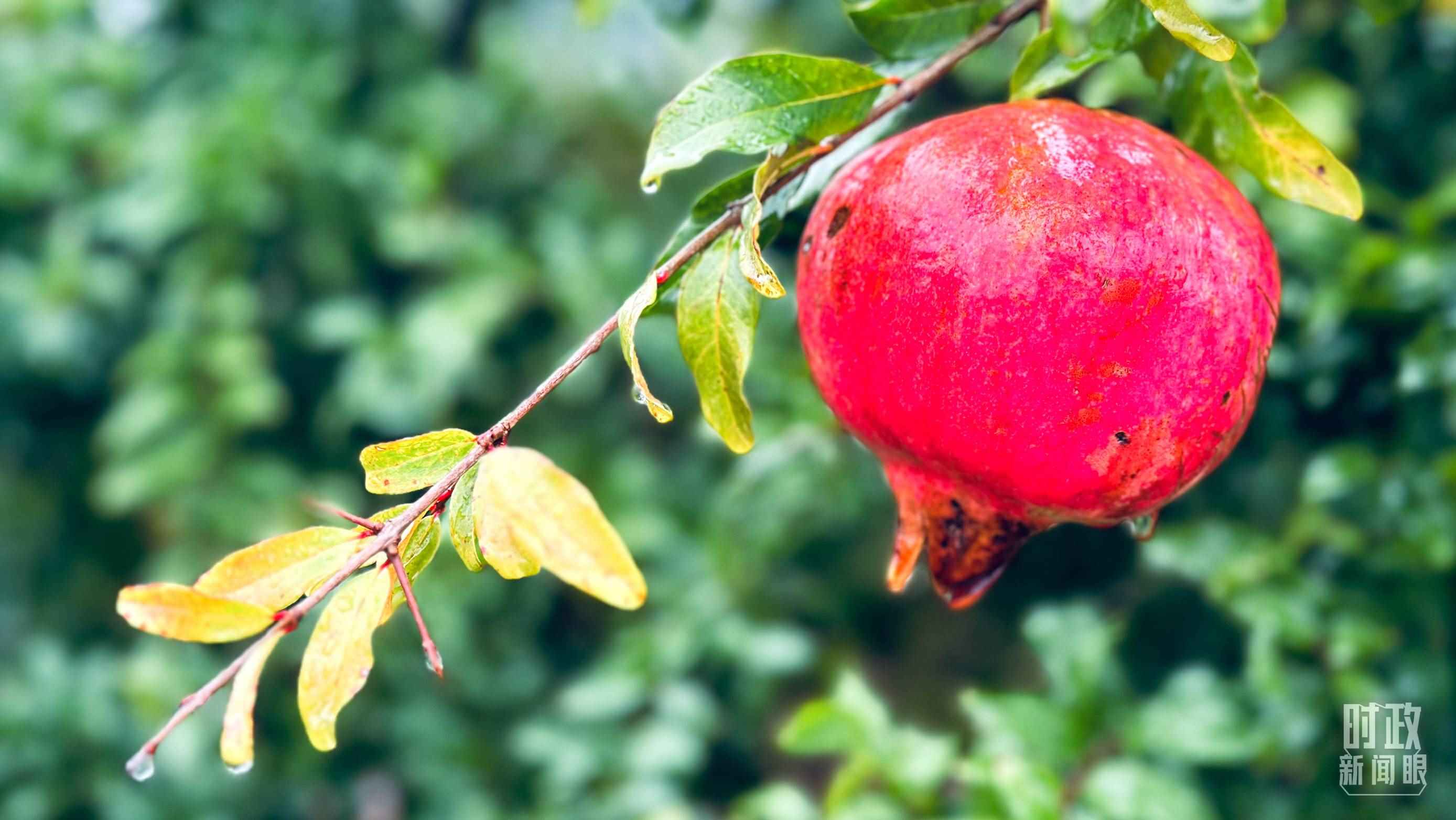 △山東省棗莊市冠世榴園，石榴紅了。（總臺央視記者范一鳴拍攝）