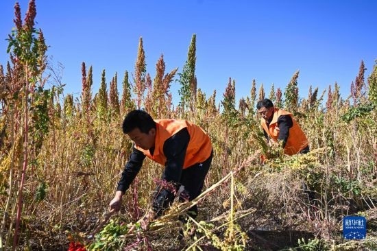 9月28日，農(nóng)民參加內(nèi)蒙古武川縣首屆藜麥開鐮節(jié)割藜麥比賽。