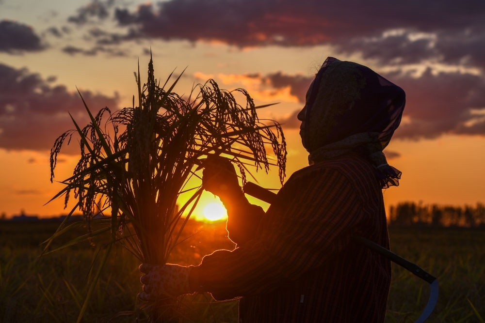 農(nóng)民在吉林省吉林市永吉縣萬昌鎮(zhèn)花家村收割水稻（2023年9月12日攝）。新華社記者 張楠 攝