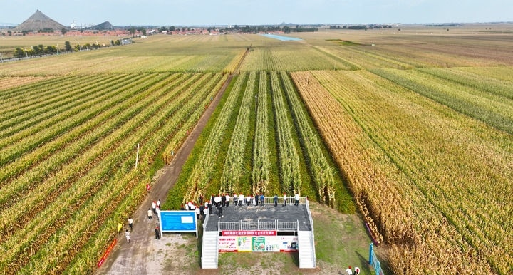 在遼寧省鐵嶺縣蔡牛鎮(zhèn)，外地農(nóng)民到張莊玉米合作社的大田里學(xué)習(xí)玉米選種和栽種技術(shù)（2023年9月26日攝，無人機(jī)照片）。新華社記者 楊青 攝