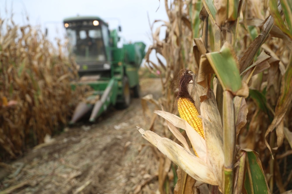 在遼寧省鐵嶺縣蔡牛鎮(zhèn)玉米田里，農(nóng)民駕駛農(nóng)機(jī)收割玉米（2023年9月26日攝）。新華社記者 楊青 攝