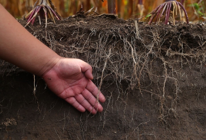 在遼寧省鐵嶺縣蔡牛鎮(zhèn)，張莊玉米合作社的農(nóng)民向外地農(nóng)民介紹黑土地保護(hù)和玉米秸稈還田情況（2023年9月26日攝）。新華社記者 楊青 攝