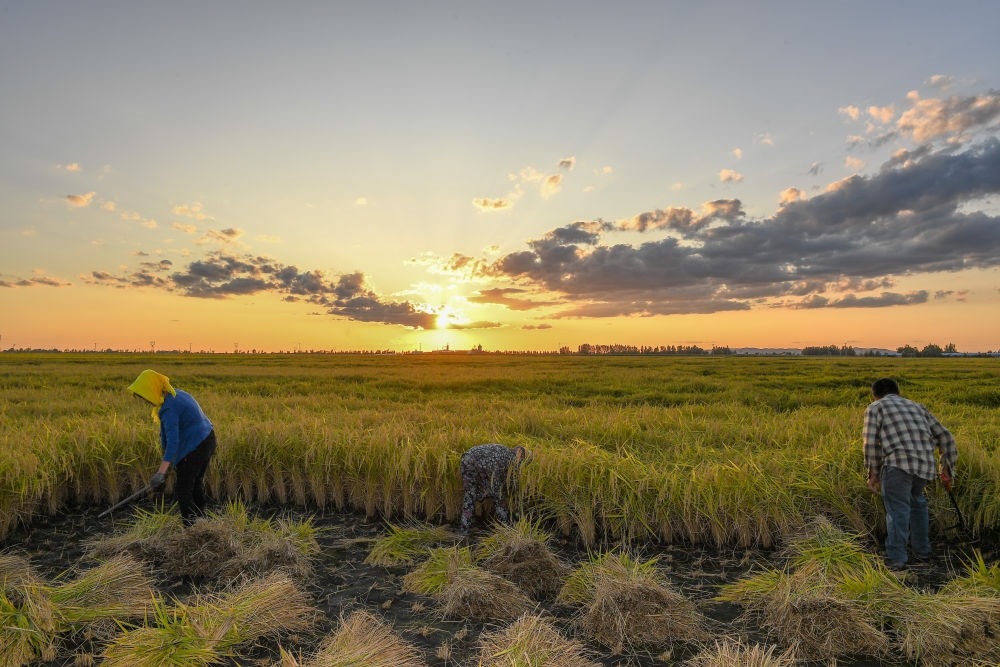 農(nóng)民在吉林省吉林市永吉縣萬昌鎮(zhèn)花家村收割水稻（2023年9月12日攝）。新華社記者 張楠 攝