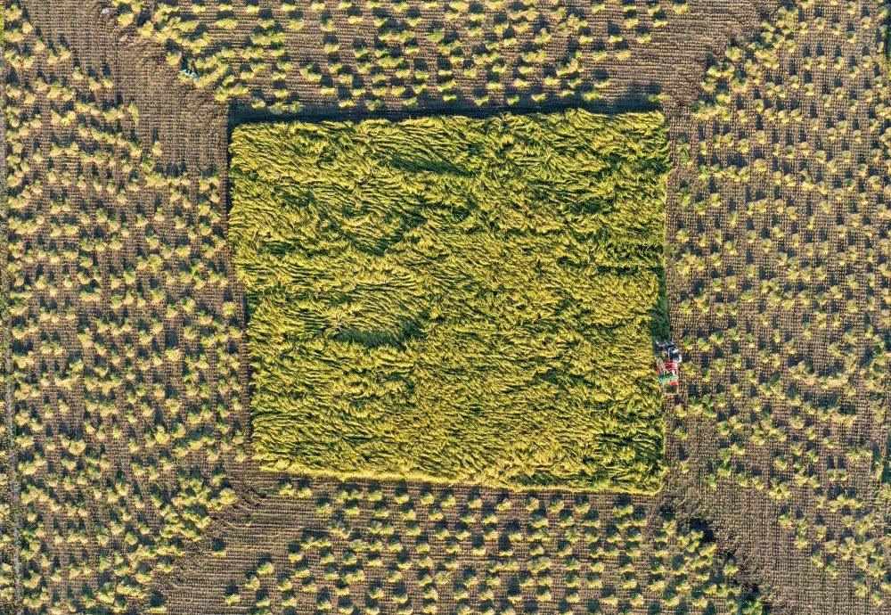 在吉林省舒蘭市平安鎮(zhèn)金星村，農(nóng)民駕駛農(nóng)機(jī)收割水稻（2023年9月21日攝，無人機(jī)照片）。新華社記者 張楠 攝