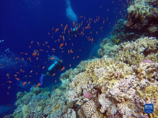  10月2日，人們?cè)诎＜拔髂伟雿u達(dá)哈布藍(lán)洞內(nèi)的珊瑚旁深潛。新華社記者 隋先凱 攝