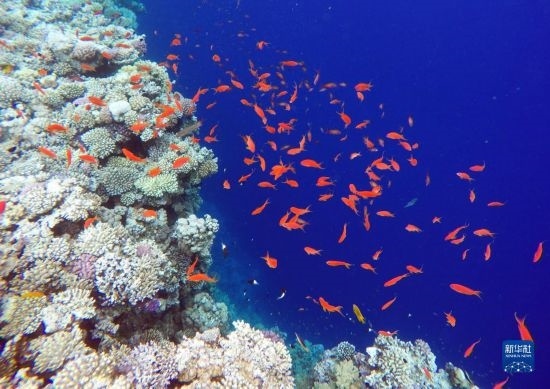  這是10月2日在埃及西奈半島達(dá)哈布藍(lán)洞內(nèi)拍攝的珊瑚和魚類。新華社記者 隋先凱 攝