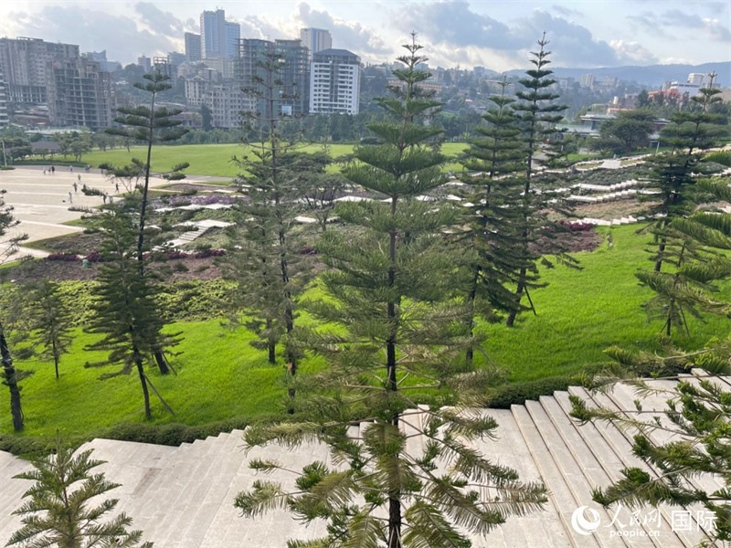 亞的斯亞貝巴友誼廣場(chǎng)的南洋杉。人民網(wǎng)記者 趙艷紅攝