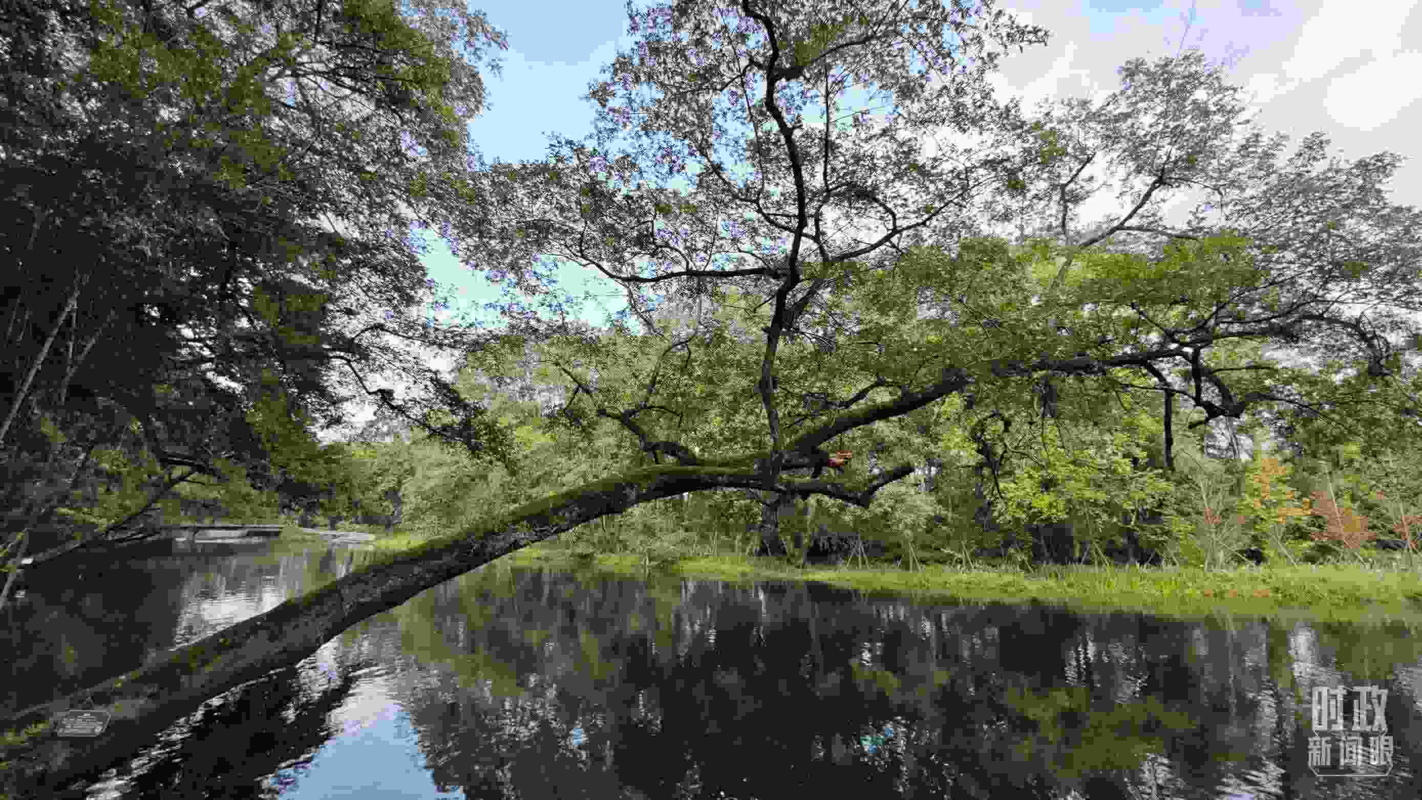 △饒河源國家濕地公園。（總臺央視記者郁振一拍攝）