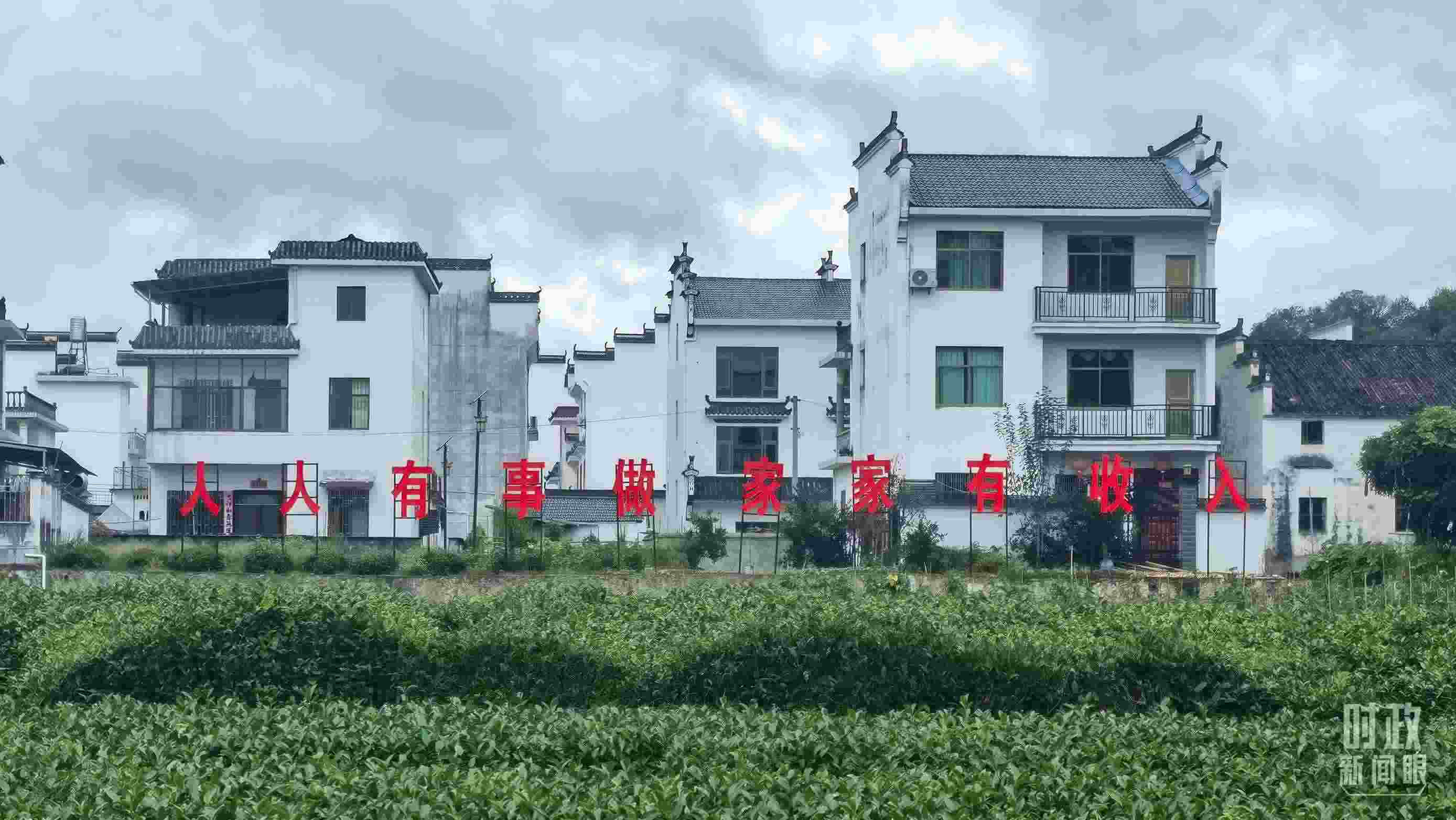 △石門村村民種植的茶葉。（總臺央視記者賈林拍攝）