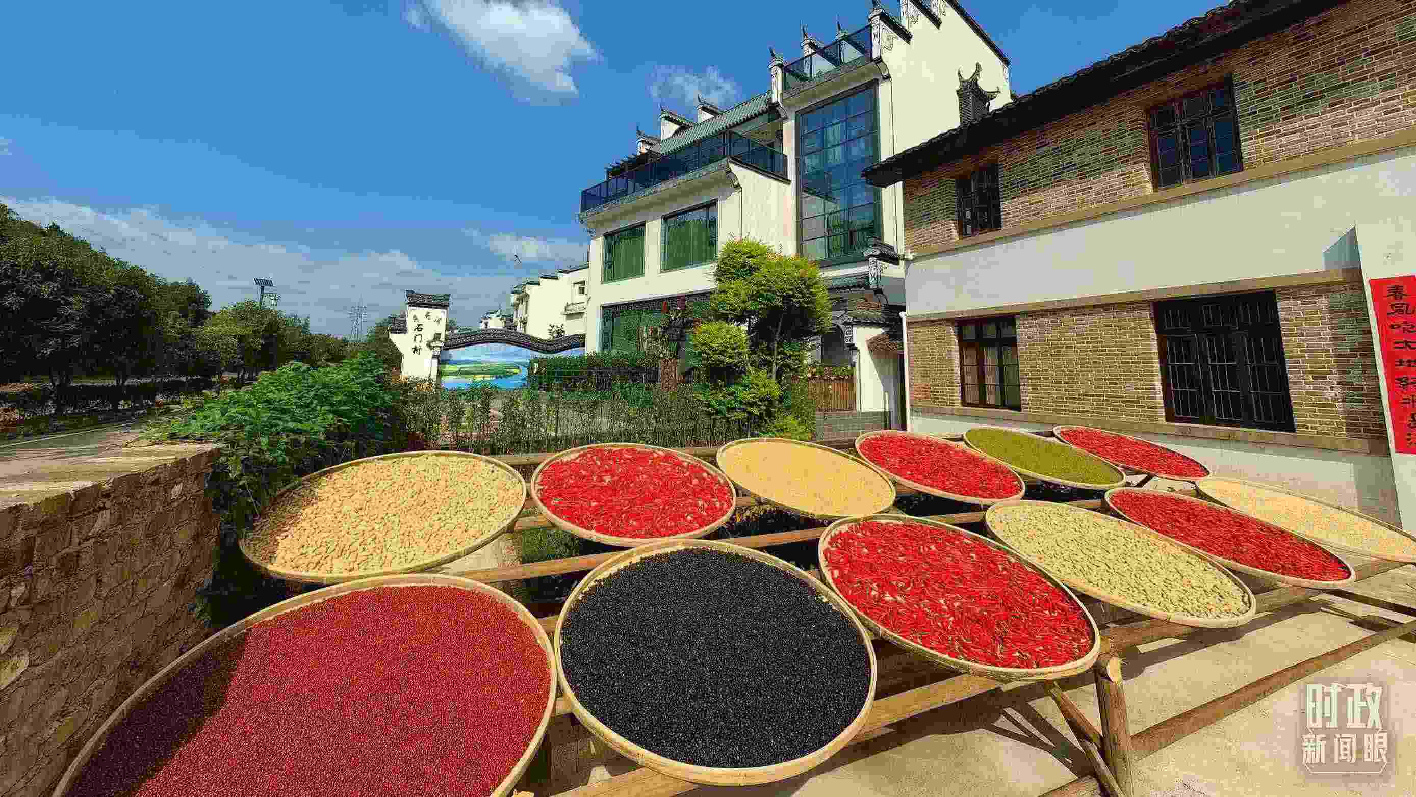 △曬秋農俗成為婺源鄉(xiāng)村的一道美麗風景。（總臺央視記者段德文拍攝）