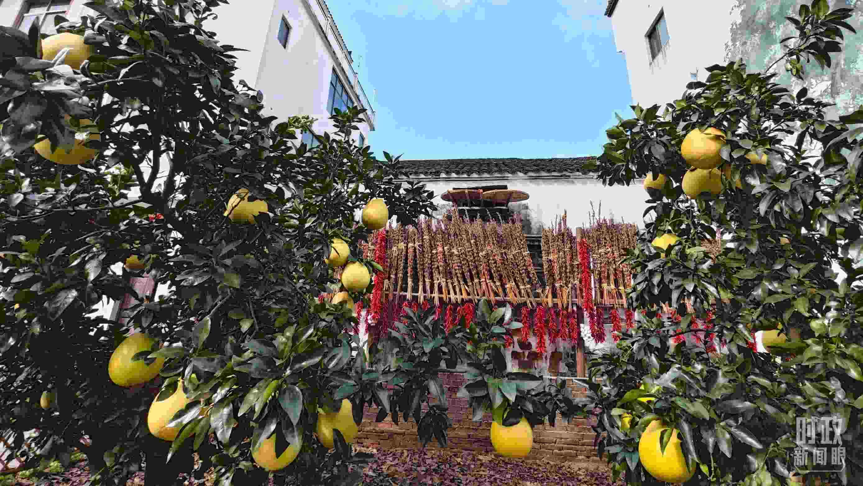 △石門村農家小院里碩果累累。（總臺央視記者許永松拍攝）