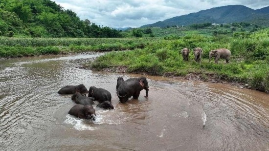 野生亞洲象組團(tuán)泡澡降溫解暑。何有剛攝